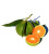 GREEN MANDARIN DōTERRA ESSENTIAL OIL / Зеленый мандарин Дотерра (Citrus nobilis), 15 мл