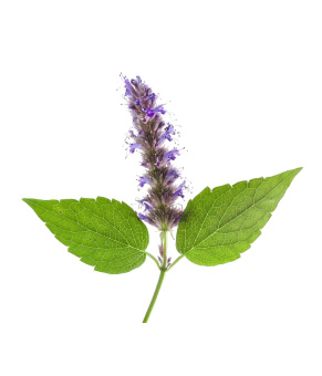 PATCHOULI DōTERRA ESSENTIAL OIL/ Пачули Дотерра ( Pogostemon cablin ) 15 мл