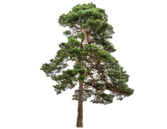 CEDARWOOD DōTERRA ESSENTIAL OIL / Кедр Дотерра (Juniperus virginiana), 15 мл