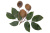 COPAIBA DōTERRA  ESSENTINAI OIL  / Копайба Дотерра ( Copaifera reticulata, officinalis, coriacea, and langsdorffii ), 15мл