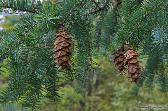 DOUGLAS FIR DōTERRA ESSENTIAL OIL /  Дугласова пихта Дотерра  (Pseudotsuga menziesii), 5 мл
