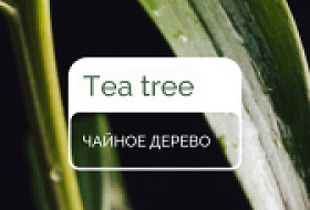 Чайное дерево, Чайное настроение Чайное дерево, Чайное настроение