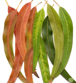 LEMON EUCALYPTUS DōTERRA ESSENTIAL OIL / Лимонный эвкалипт Дотерра ( Eucalyptus citriodora ), 15 мл