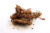 SPIKENARD DōTERRA ESSENTIAL OIL / Нард Дотерра ( Nardostachys jatamansi ), 5 мл