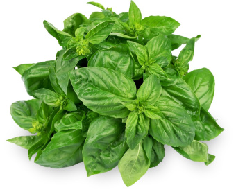BASIL DōTERRA ESSENTIAL OIL / Базилик Дотерра (Ocimum basilicum, Basil), 15мл
