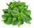 BASIL DōTERRA ESSENTIAL OIL / Базилик Дотерра (Ocimum basilicum, Basil), 15мл