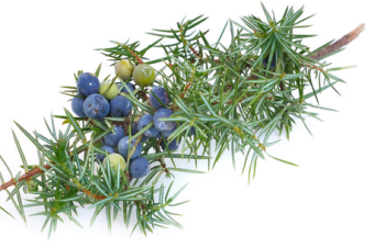 JUNIPER BERRY DōTERRA ESSENTIAL OIL / Можжевельник Дотерра ( Juniperus communis ), 5мл