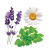 SERENITY DōTERRA RESTFUL COMPLEX SOFTGELS / Безмятежность Дотерра, 60 капсул 