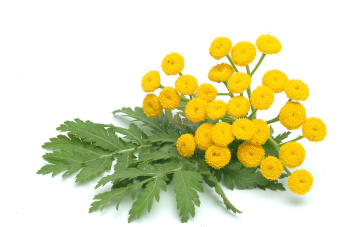 BLUE TANSY DōTERRA ESSENTIAL OIL / Голубая пижма Дотерра (Tanacetum annuum), 5 мл