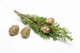 CYPRESS DōTERRA ESSENTIAL OIL/ Кипарис Дотерра (Cupressus sempervirens) 15 мл
