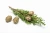 CYPRESS DōTERRA ESSENTIAL OIL/ Кипарис Дотерра (Cupressus sempervirens) 15 мл