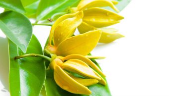 YLANG YLANG DōTERRA ESSENTIAL OIL / Иланг-иланг  Дотерра ( Cananga odorata), 15 мл