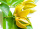 YLANG YLANG DōTERRA ESSENTIAL OIL / Иланг-иланг  Дотерра ( Cananga odorata), 15 мл