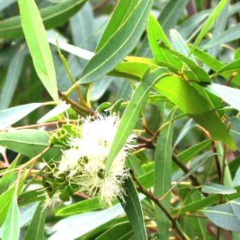 LEMON EUCALYPTUS DōTERRA ESSENTIAL OIL / Лимонный эвкалипт Дотерра ( Eucalyptus citriodora ), 15 мл