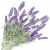 LAVANDER DōTERRA ESSENTIAL OIL / Лаванда Дотерра ( Lavandula angustifolia ), 15мл