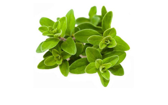 MARJORAM DōTERRA ESSENTIAL OIL / Майоран Дотерра (Origanum majorana), 15 мл