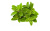 MARJORAM DōTERRA ESSENTIAL OIL / Майоран Дотерра (Origanum majorana), 15 мл
