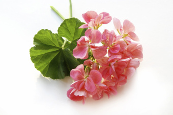 GERANIUM DōTERRA ESSENTIAL OIL / Герань Дотерра (Pelargonium graveolens), 15 мл