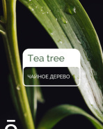 Чайное дерево, Чайное настроение