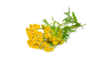 HELICHRYSUM DōTERRA ESSENTIAL OIL / Бессмертник Дотерра (Helichrysum italicum) 5 мл
