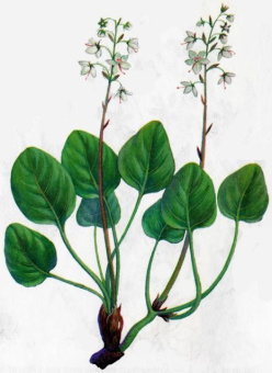 WINTERGREEN DōTERRA ESSENTIAL OIL / Гаультерия Дотерра (Gaultheria procumbens) эфирное масло 5 мл