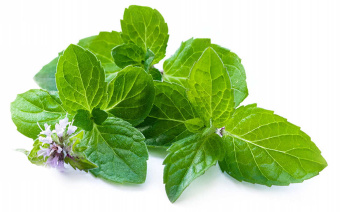 MELISSA DōTERRA ESSENTIAL OIL /  Мелисса Дотерра (Melissa officinalis), 5 мл