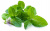 MELISSA DōTERRA ESSENTIAL OIL /  Мелисса Дотерра (Melissa officinalis), 5 мл